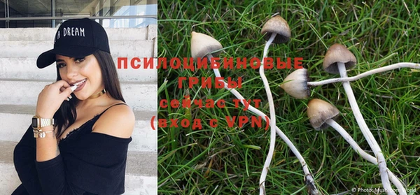 apvp Алзамай